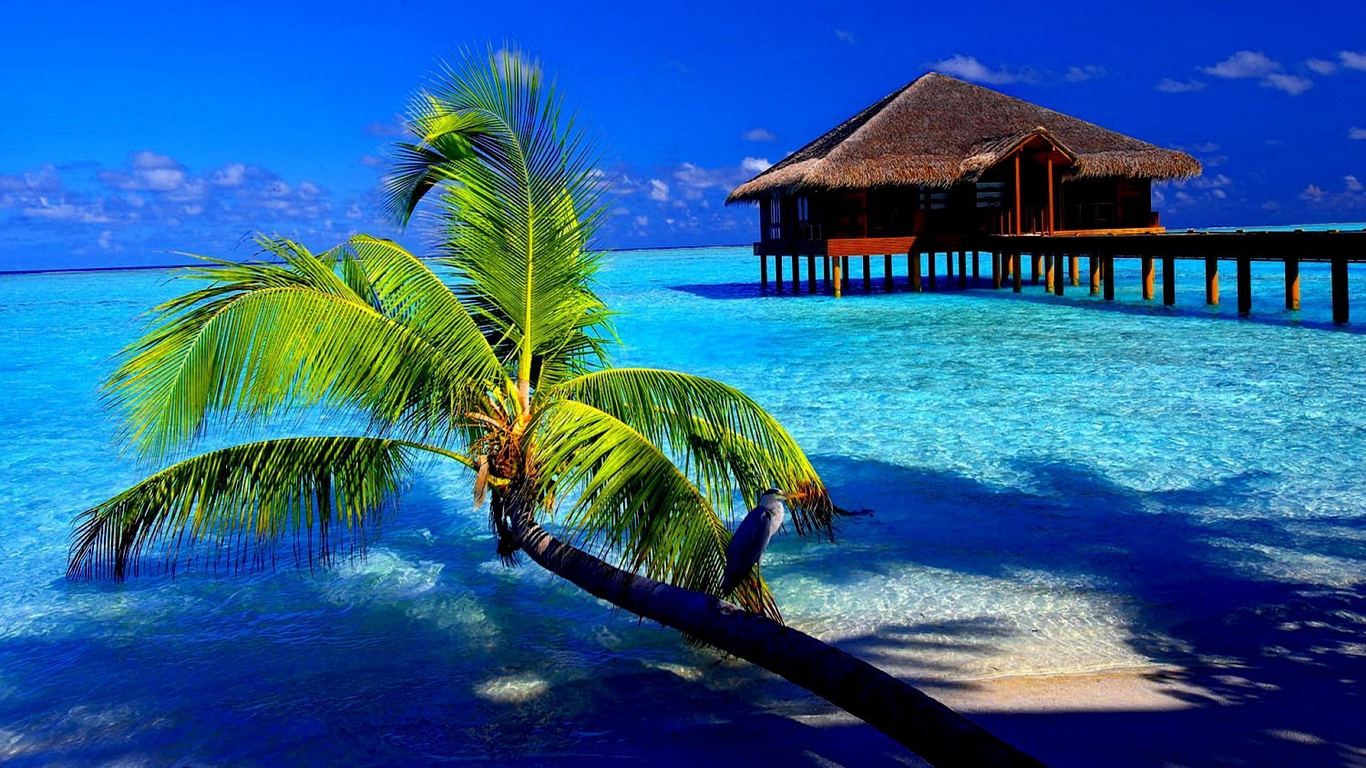 Tropical Wallpaper Hd - HD Wallpaper 