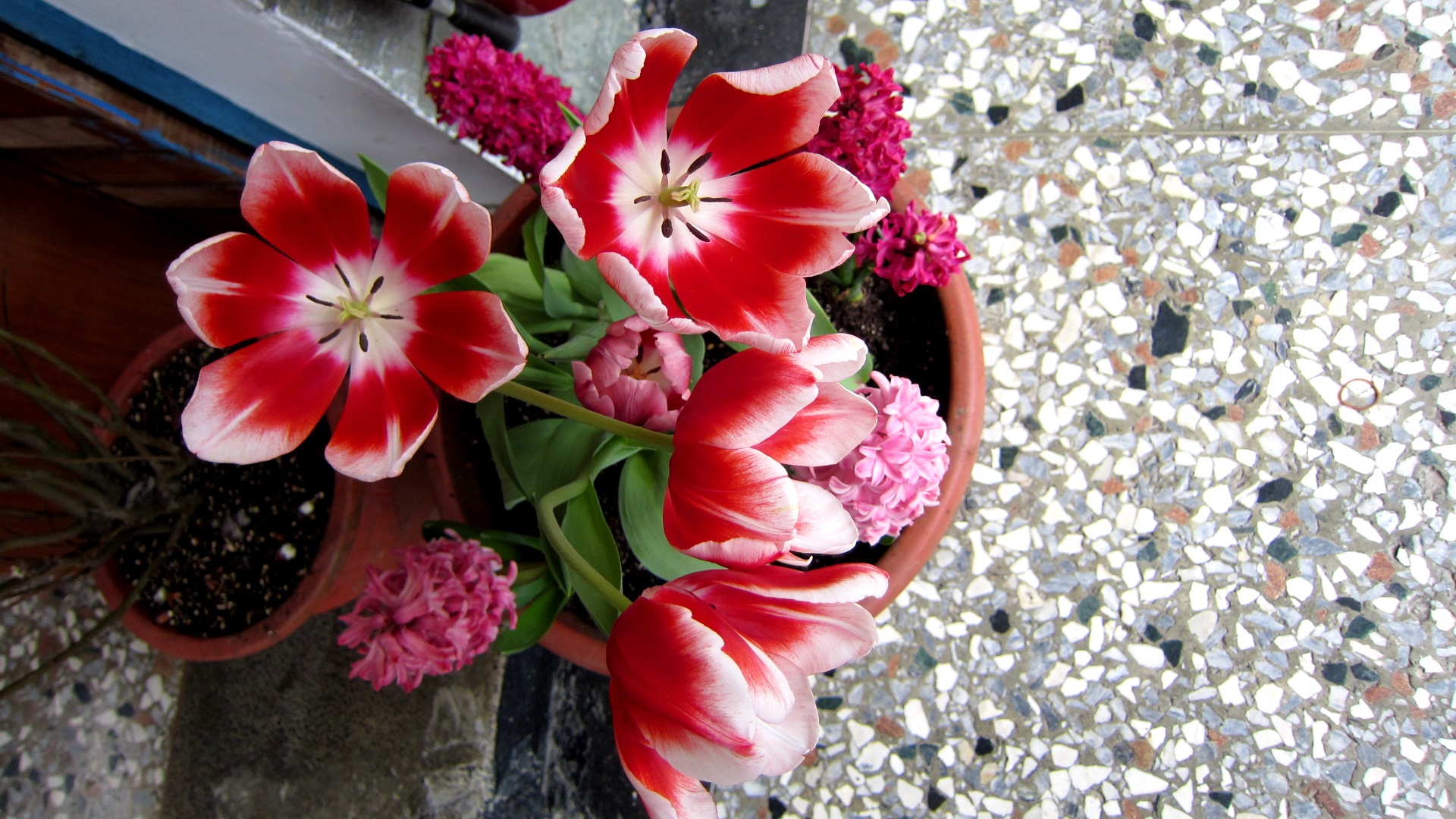 Lovely Good Morning One Hd Wallpaper Pictures Backgrounds - Primula - HD Wallpaper 