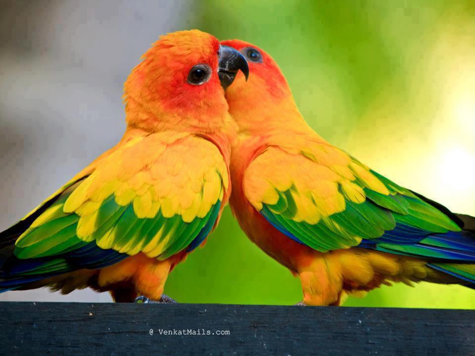 Parrot - HD Wallpaper 