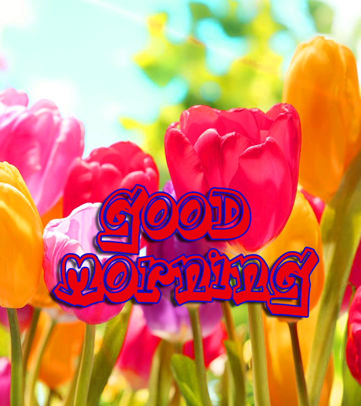 Good Morning 3d Images Pics With Flower - Most Beautiful Flowers - HD Wallpaper 