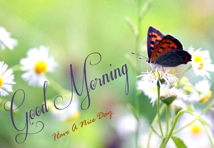 Good Morning Nature Images 3d Cool Winsome - Beautiful Good Morning Have A Nice Day - 835x577 Wallpaper Good Morning Nature Images 3d Cool Winsome - Beautiful Good Morning Have A Nice Day - 835x577 Wallpaper