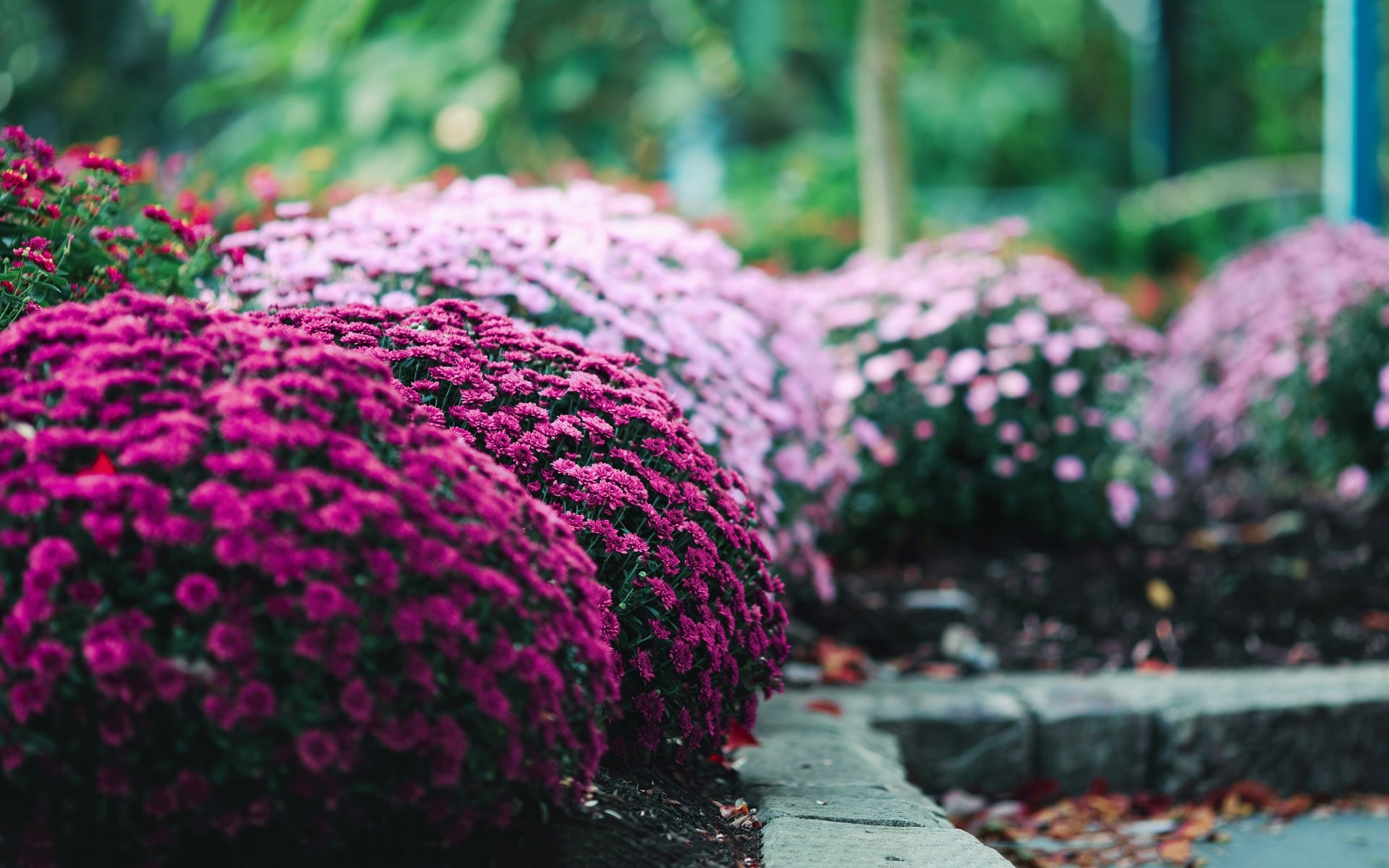 พื้น หลัง ภาพ พัก หน้า จอ - HD Wallpaper 