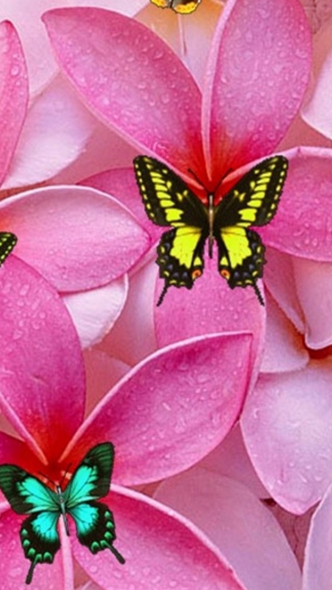 Phones Wallpaper Cute Images With High-resolution Pixel - Plumeria - 1080x1920 Wallpaper Phones Wallpaper Cute Images With High-resolution Pixel - Plumeria - 1080x1920 Wallpaper
