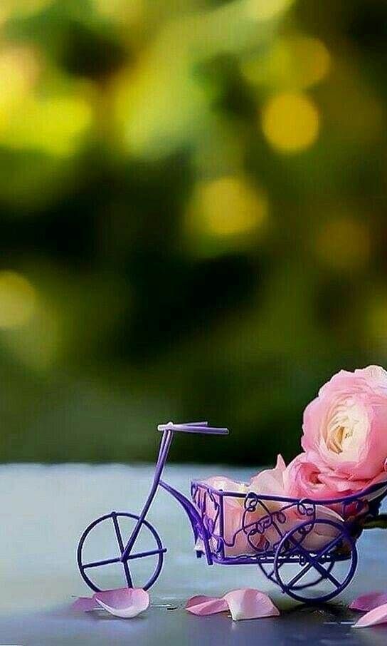 Whatsapp Dp - HD Wallpaper 