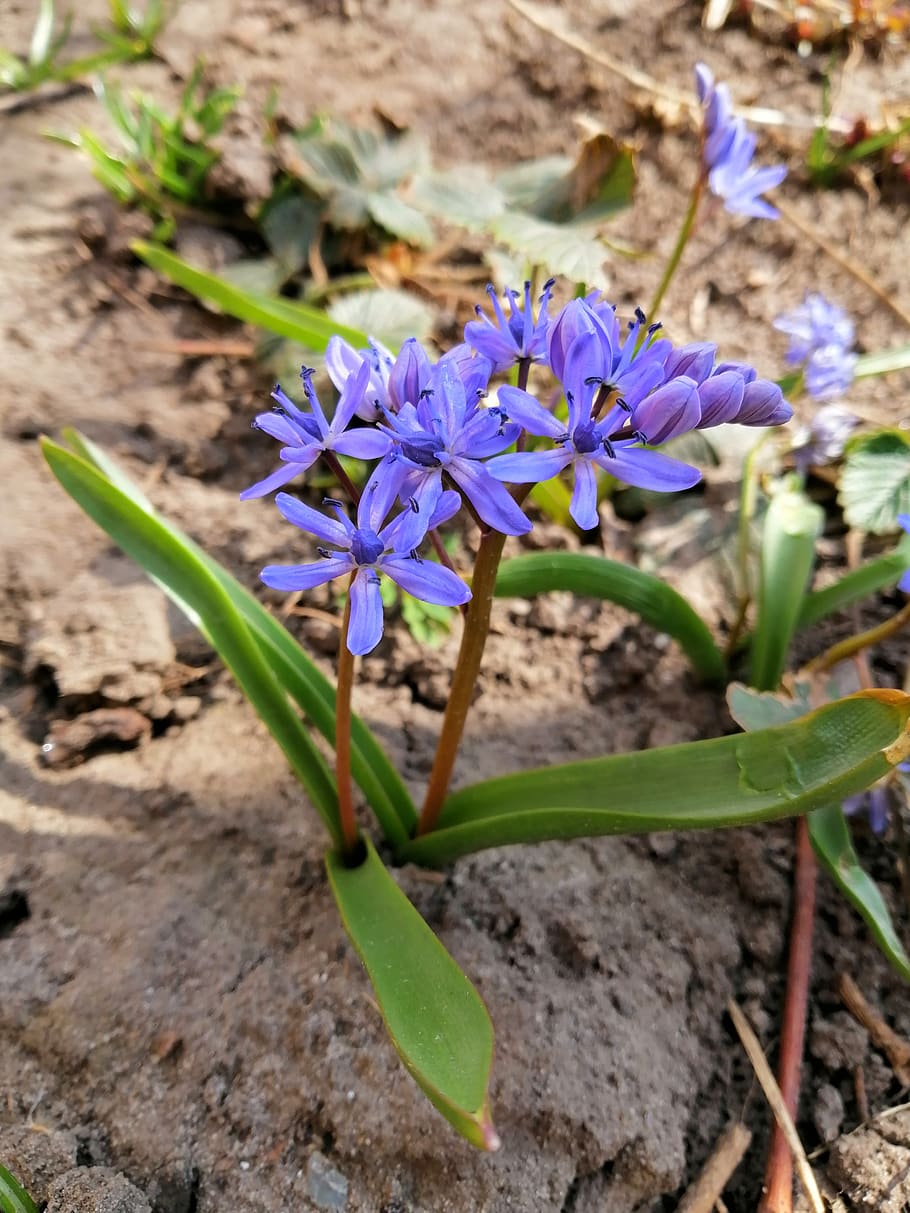 Flower, Nature, Flowers, Spring, Nofilter, Goodmorning, - Scilla - HD Wallpaper 