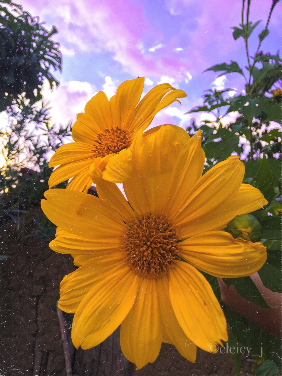 Flowers Image - African Daisy - HD Wallpaper 