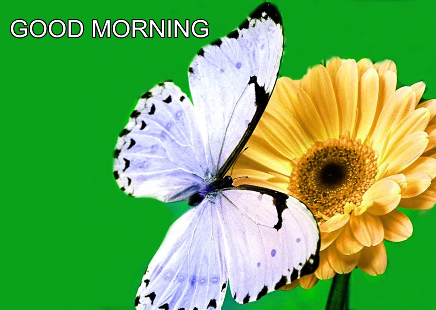 Good Morning Butterfly On Flower Hd Wallpapers - Good Morning Flowers And Butterfly - HD Wallpaper 