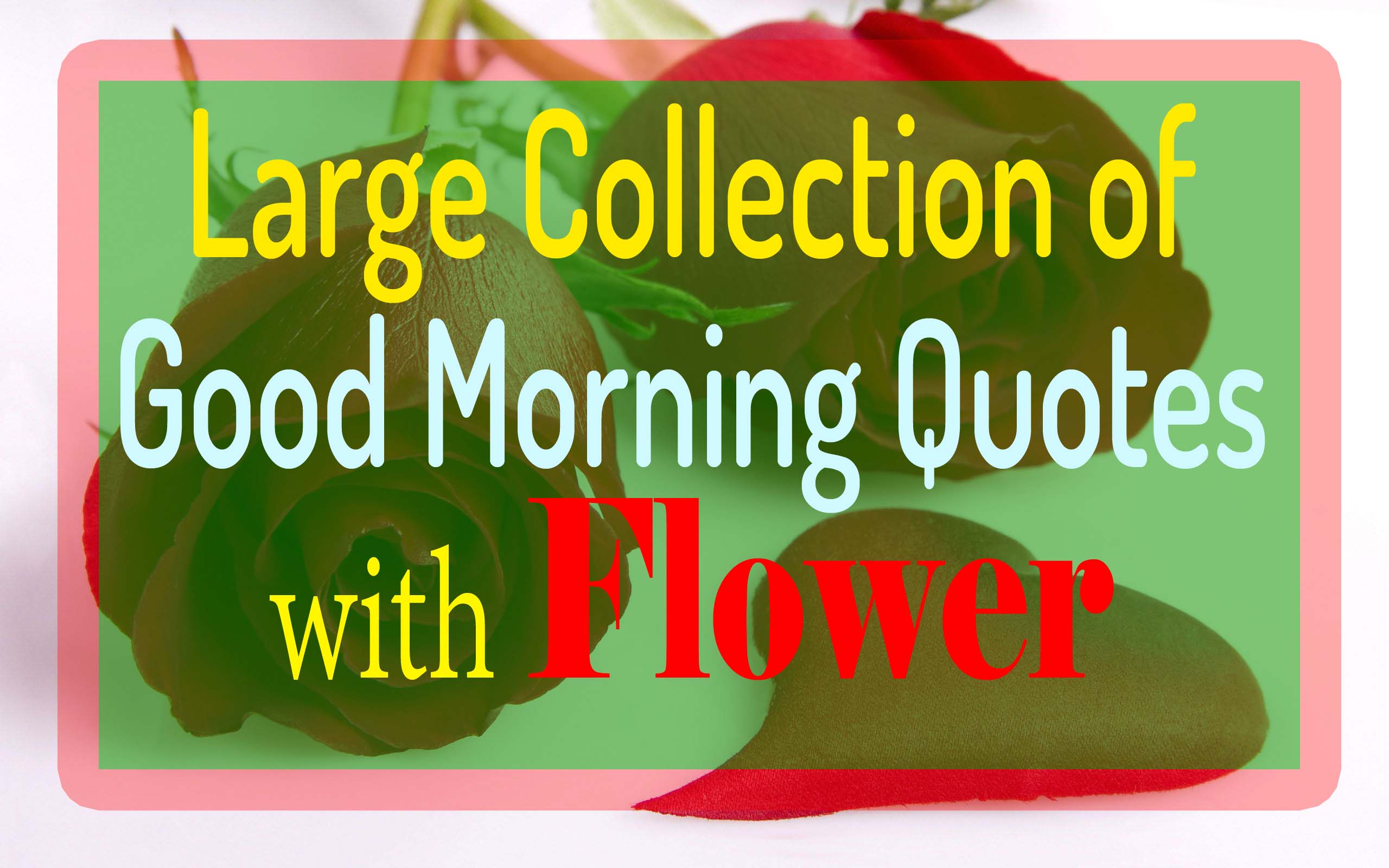 Good Morning Wallpaper Flower - HD Wallpaper 