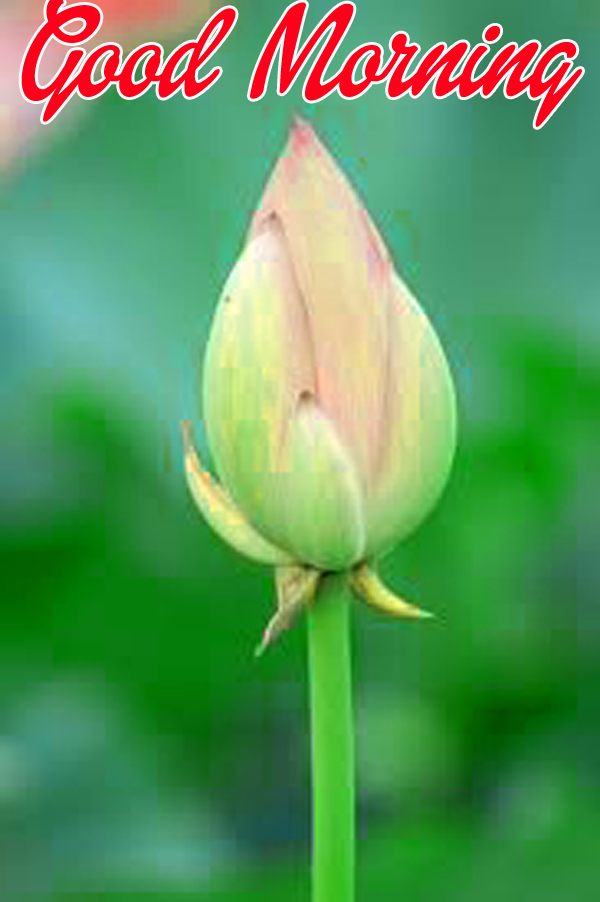 Flower Gud Morning Wallpaper Download - Sacred Lotus - HD Wallpaper 