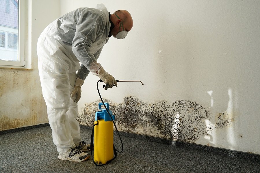 What Is Black Mold - Mold Remediation - HD Wallpaper 