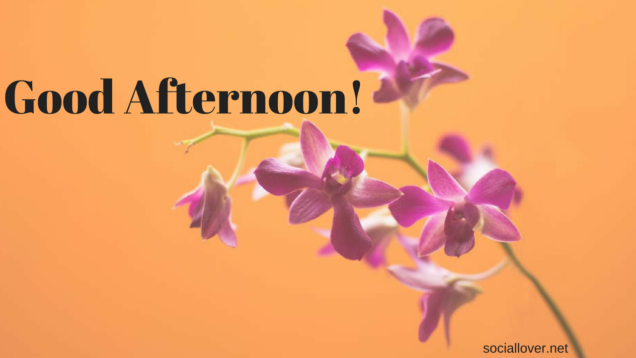 Good Afternoon Images With Flowers - Sacral Chakra Tarot Spread - HD Wallpaper 