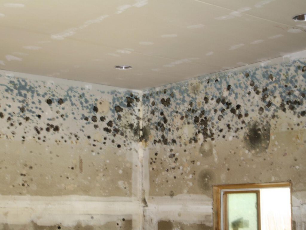 Mold In Construction Site - HD Wallpaper 