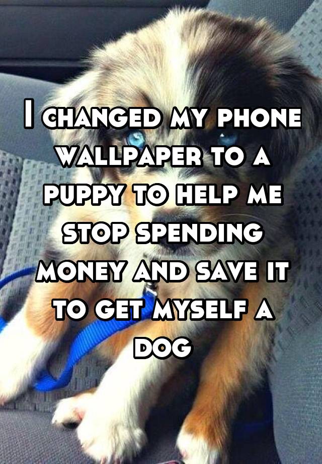 Yorkie Poo Husky Mix - HD Wallpaper 