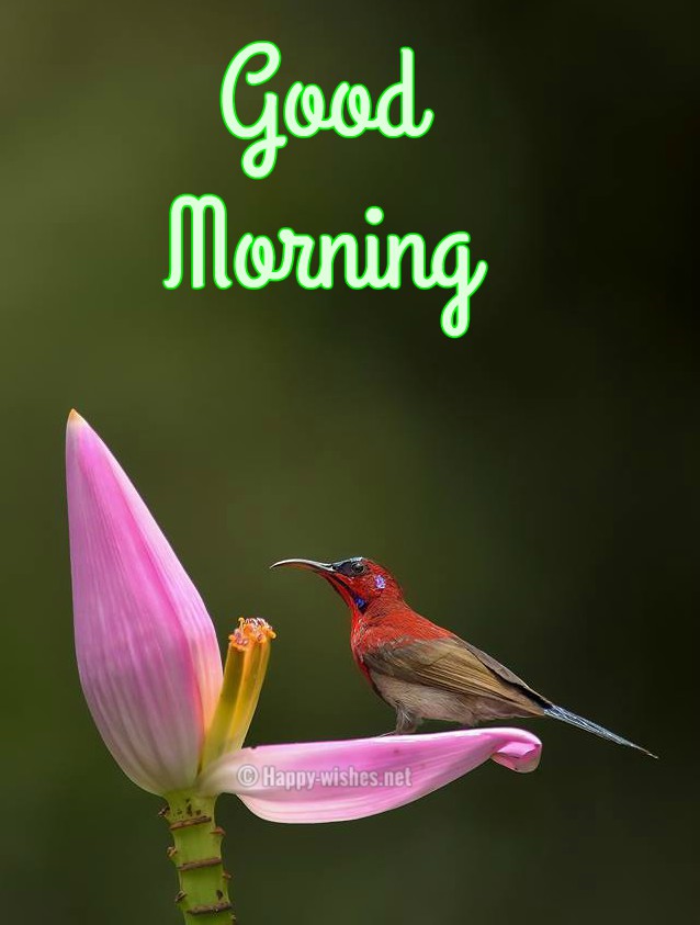 Good Morning Wishes With Cute Bird Images - Good Morning Wishes Birds - HD Wallpaper 