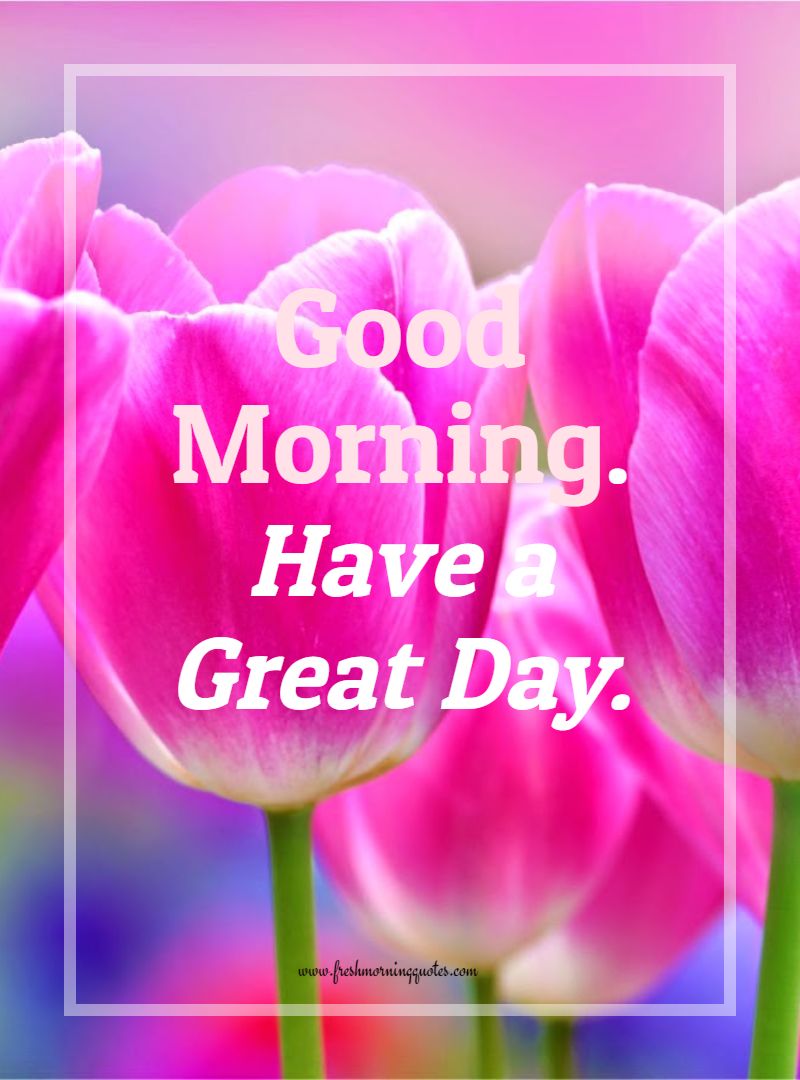 Good Morning Tulip Flower - Good Morning Flowers And Quotes - HD Wallpaper 