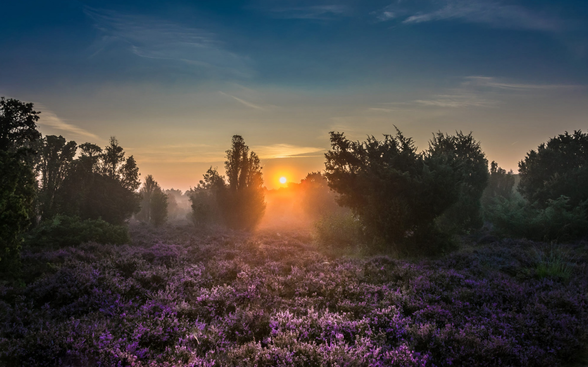 Morning, Sunrise, Forest, Wildflowers, Fog, Trees, - Red Sky At Morning - HD Wallpaper 