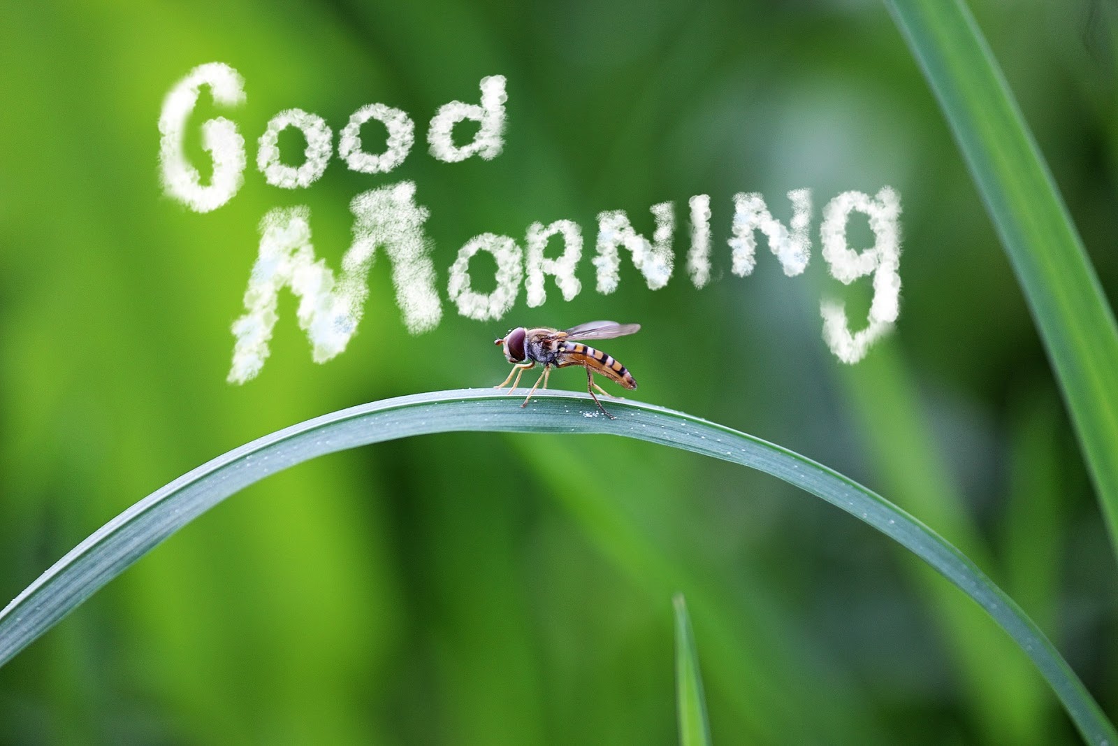 Good Morning Images Freedownload For Whatsapp - Different Good Morning - HD Wallpaper 