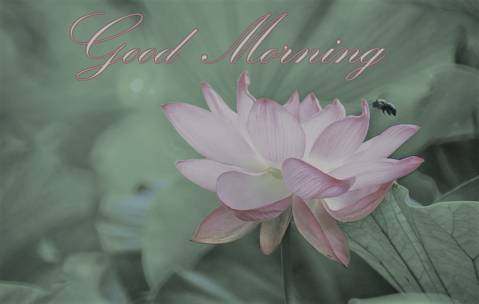 Good Morning Image Download For Whatsapp - HD Wallpaper 