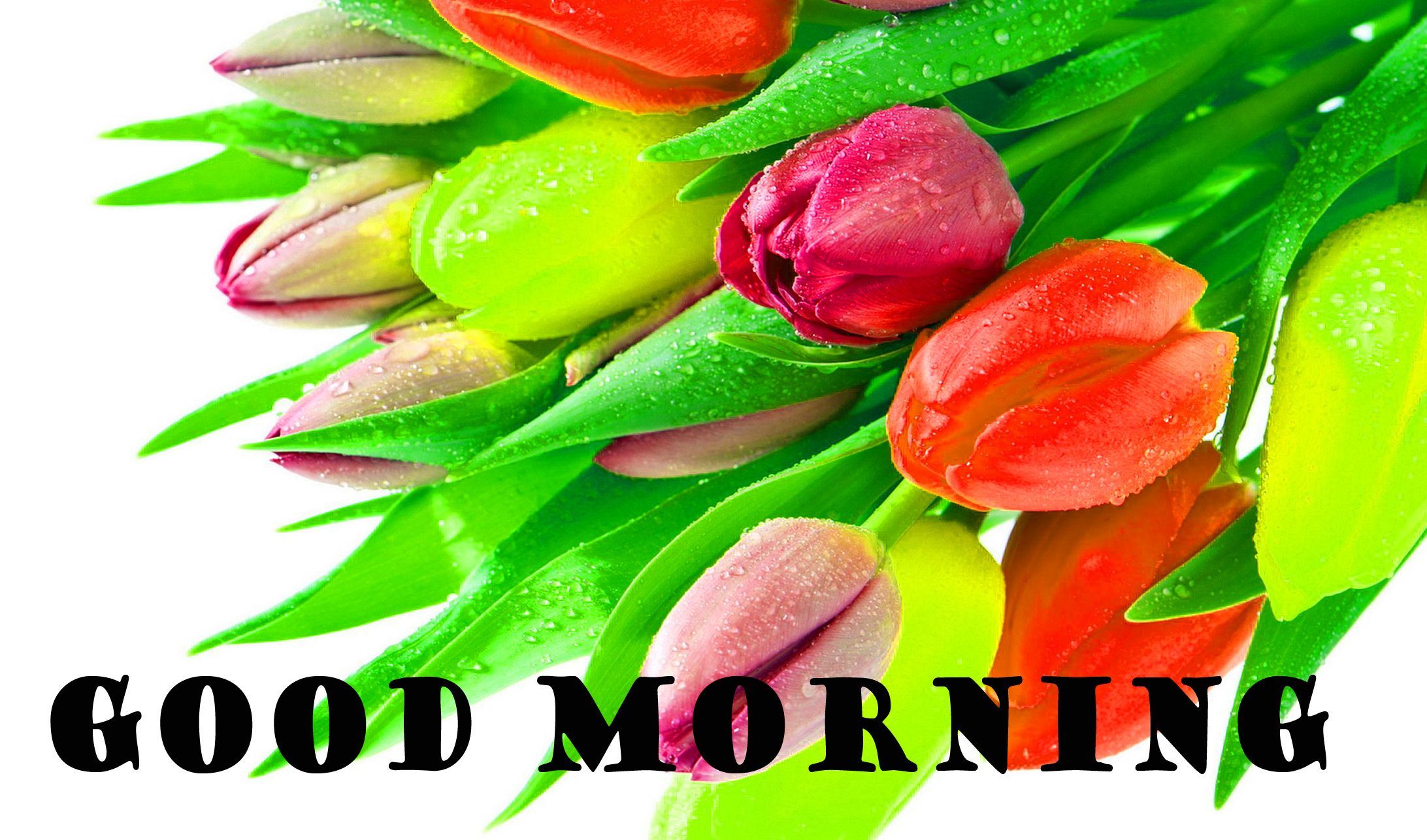 Whatsapp Images Good Mornings - HD Wallpaper 