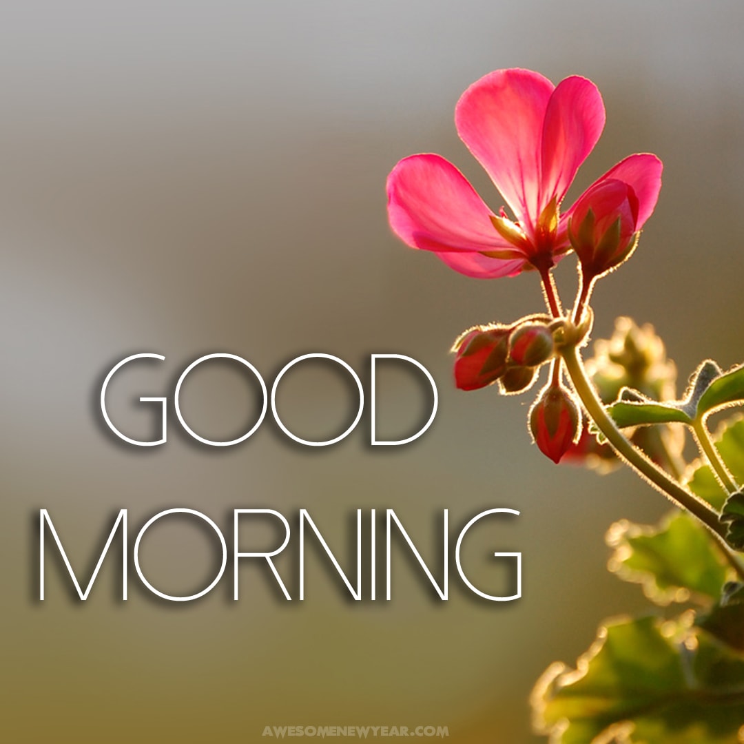 Gud Morning Images With Flowers - Gud Morning Very Good Morning - HD Wallpaper 
