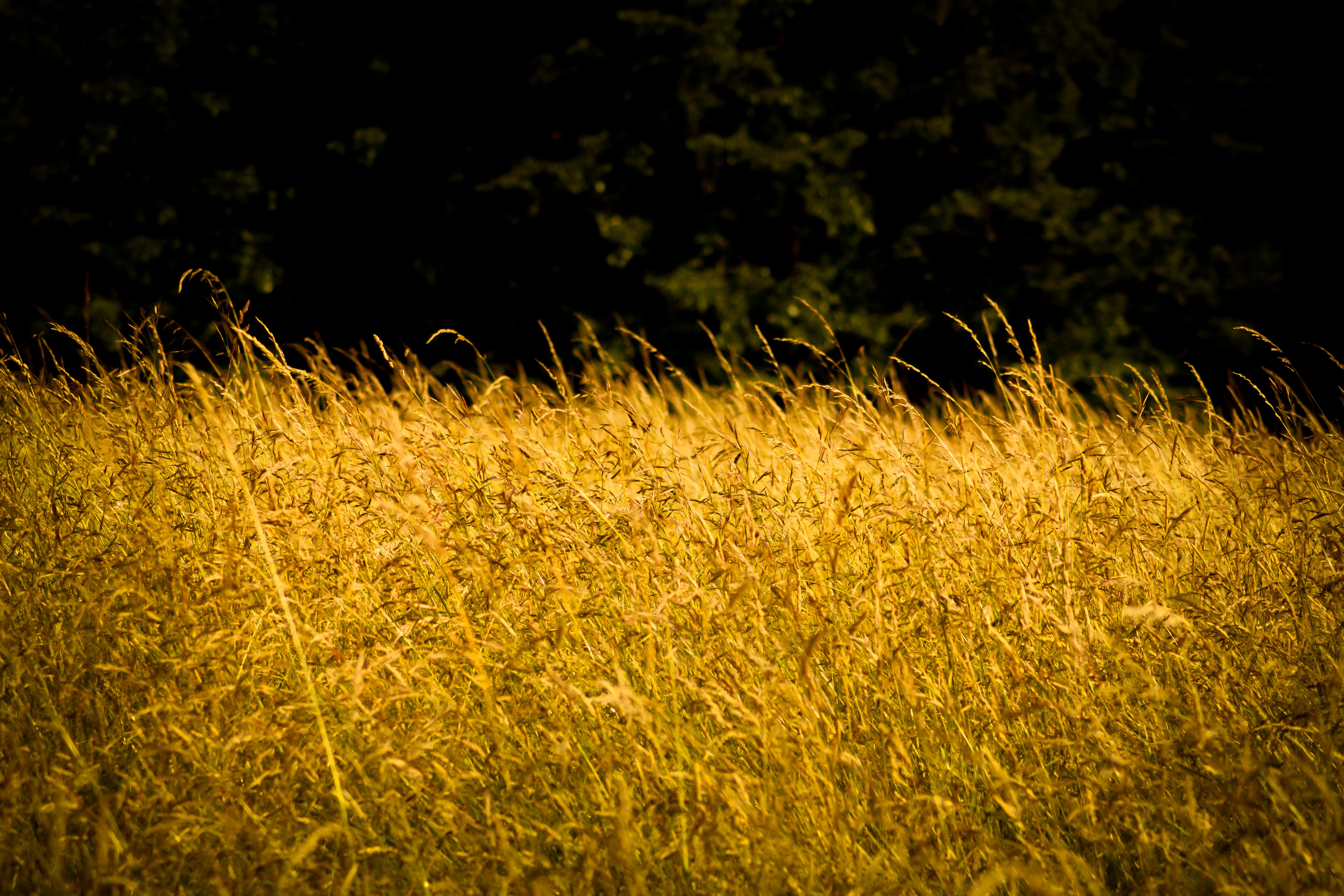 Super High Res Wallpaper - Grass - HD Wallpaper 