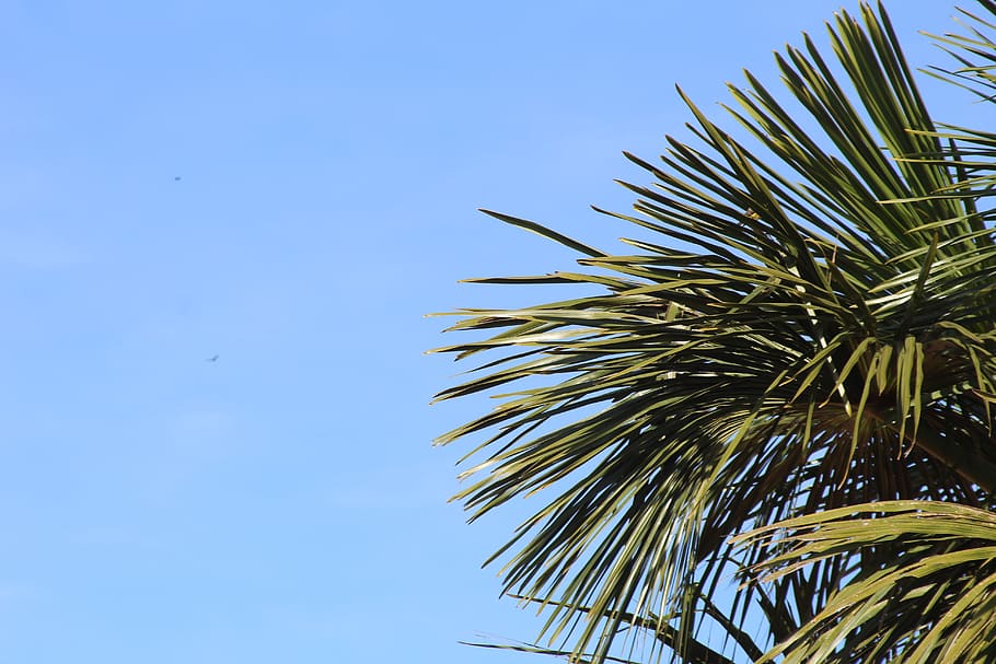 Brazil, Frutal, Mg, Trees, Blue Sky, Forest, Palm Tree, - Date Palm - HD Wallpaper 