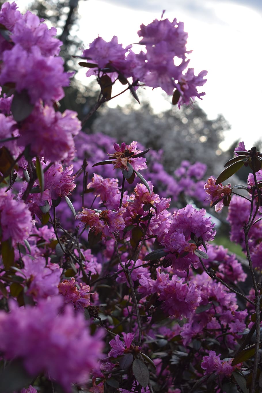Flowers, Pink, Sky, Pretty, Background, Wallpaper, - Crape Myrtle - HD Wallpaper 