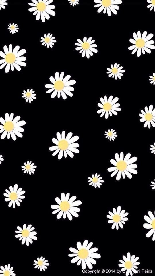 Black And Yellow Sunflower - HD Wallpaper 