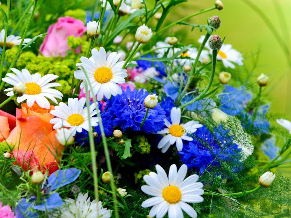 Blue White Flowers, Daisies, Cornflowers Wallpaper,blue - HD Wallpaper 