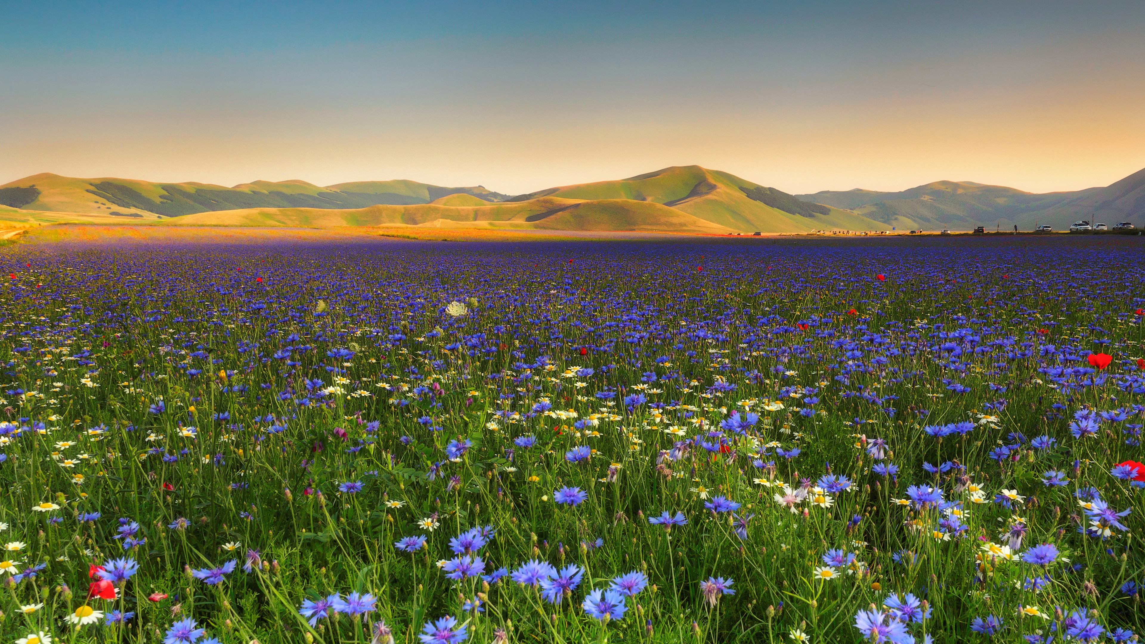 Wallpaper Blue And White Flowers, Chamomile, Cornflowers, - Field Of Red Blue And Yellow Flowers - HD Wallpaper 