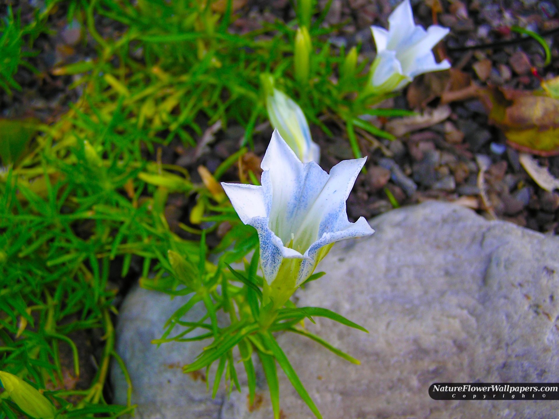 Blue White Flowers Wallpaper Resolution - Lily Family - HD Wallpaper 