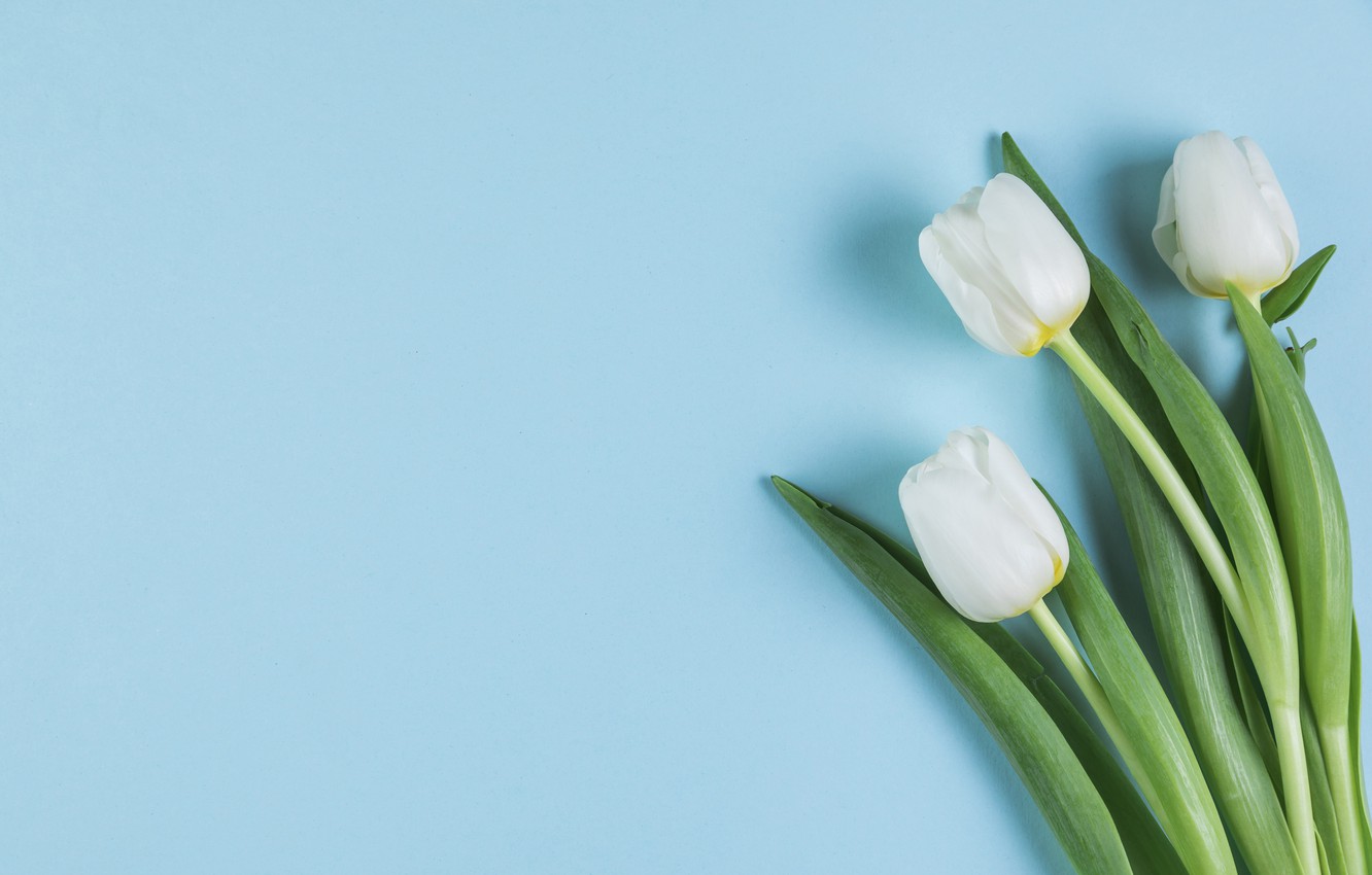 Photo Wallpaper Flowers, Tulips, White, White, Flowers, - White Tulips Blue Background Free - HD Wallpaper 