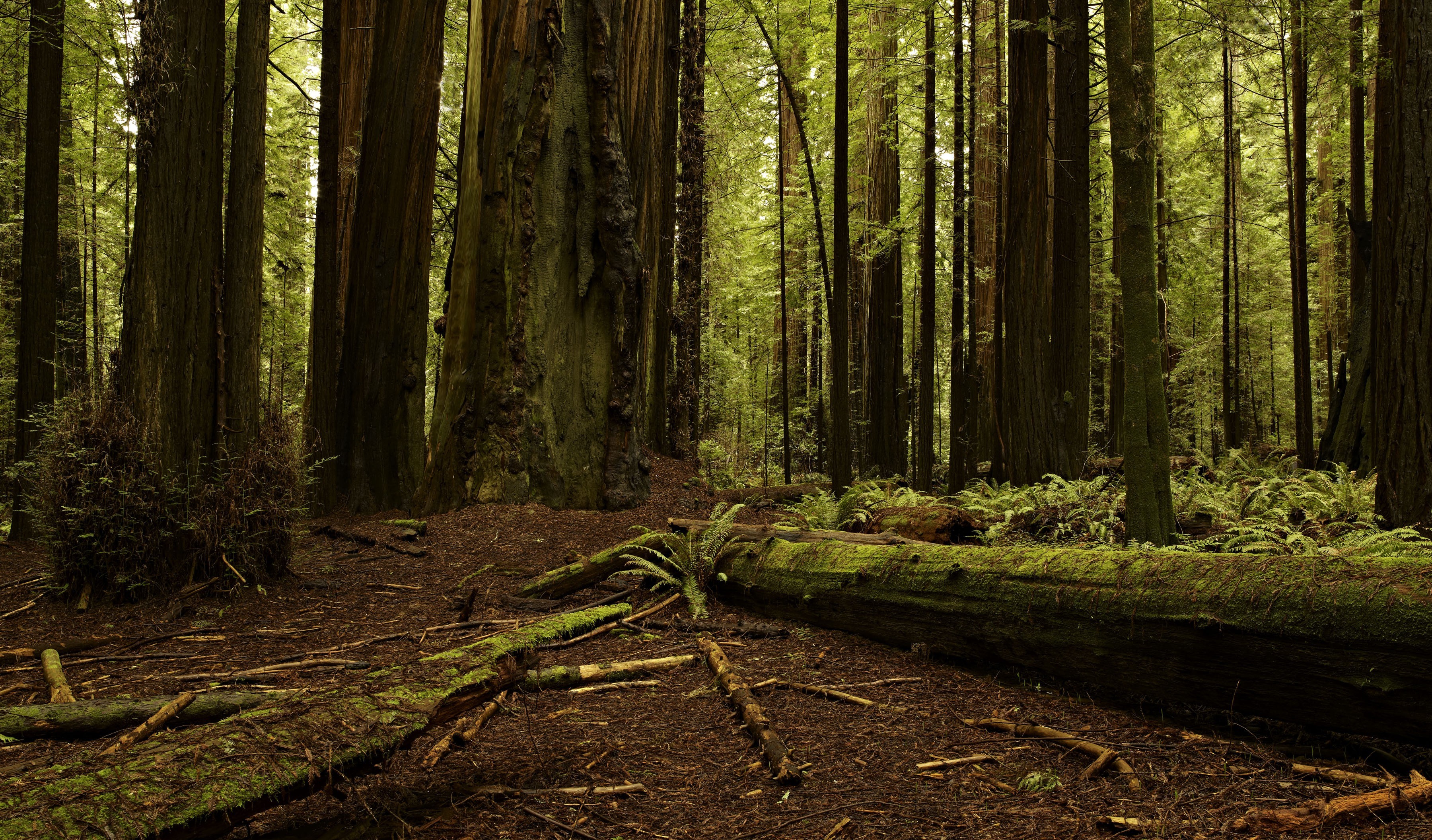 Forest Background With Log - HD Wallpaper 