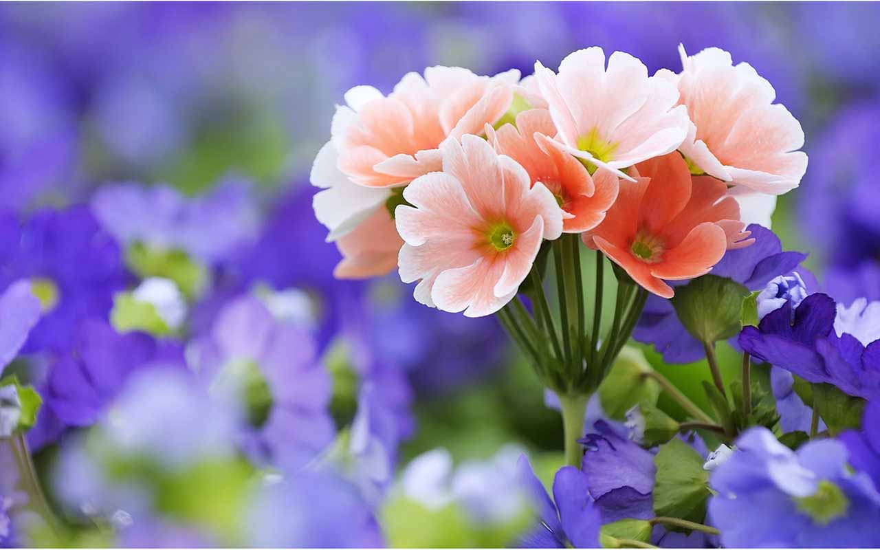 Light Pink Flower Around Lavender Flower Wallpaper - Best Flower Image In Hd - HD Wallpaper 