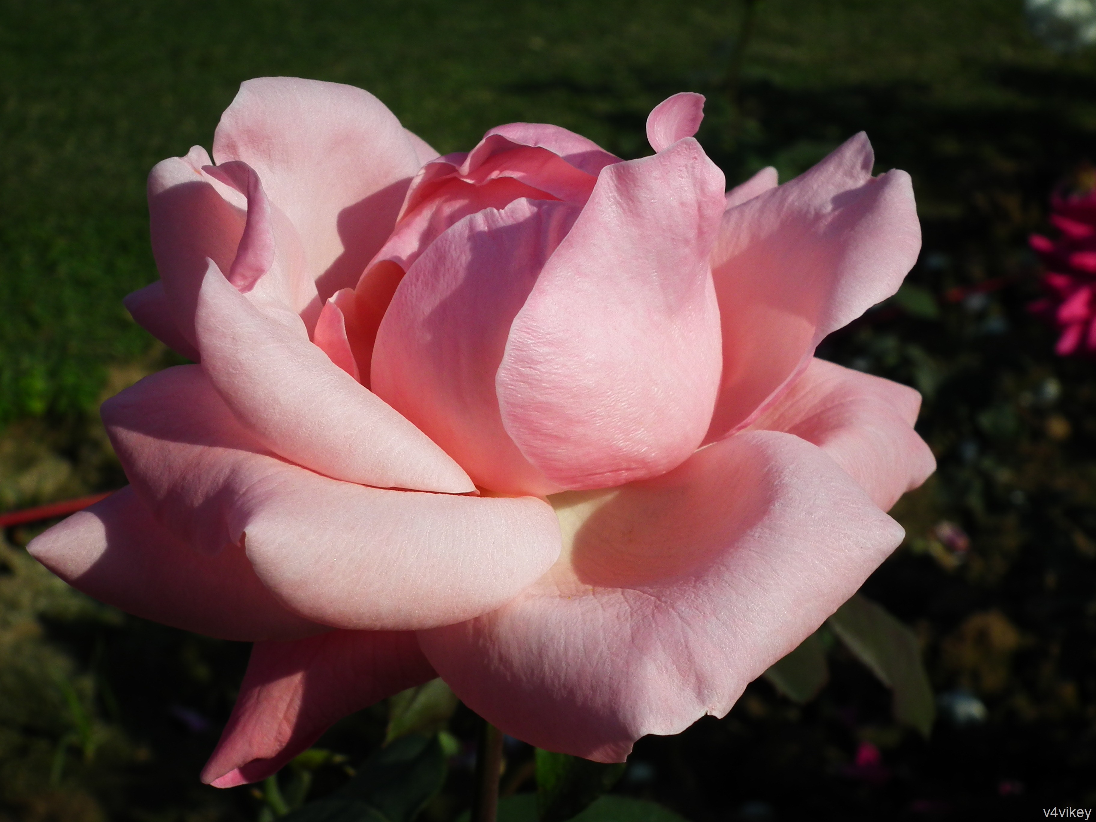 Hybrid Tea Rose - 3648x2736 Wallpaper - teahub.io