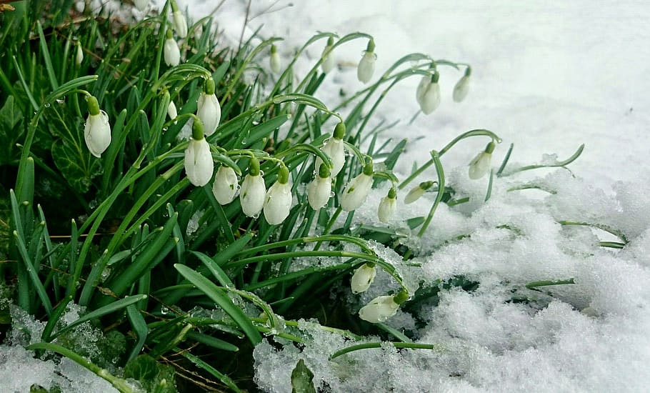 White And Green Flowers On Snowfield, Early Spring, - Snow - HD Wallpaper 