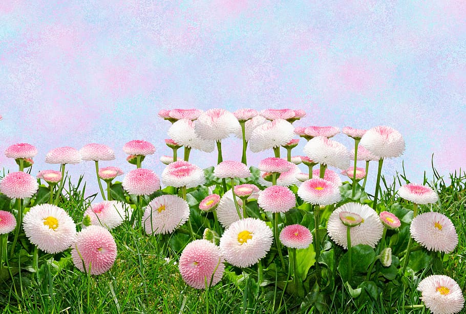 White And Pink Petaled Flowers Taken At Daytime, Light - Garden Flowers Png - HD Wallpaper 