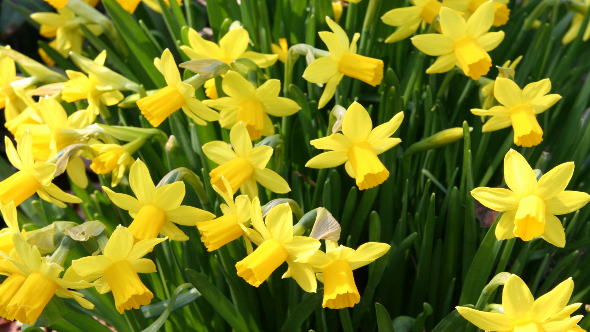 Garden - HD Wallpaper 