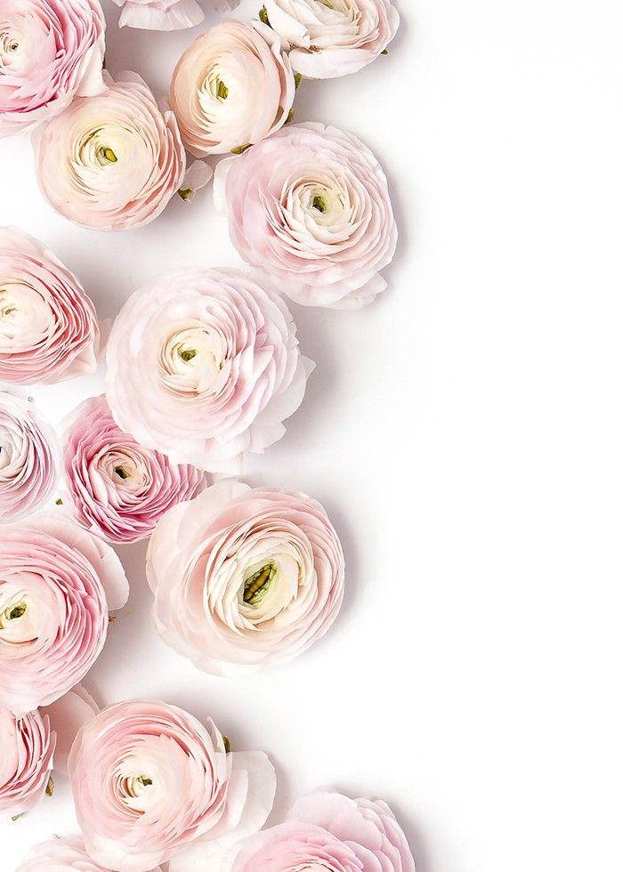 Ranunculus Flowers Background - HD Wallpaper 