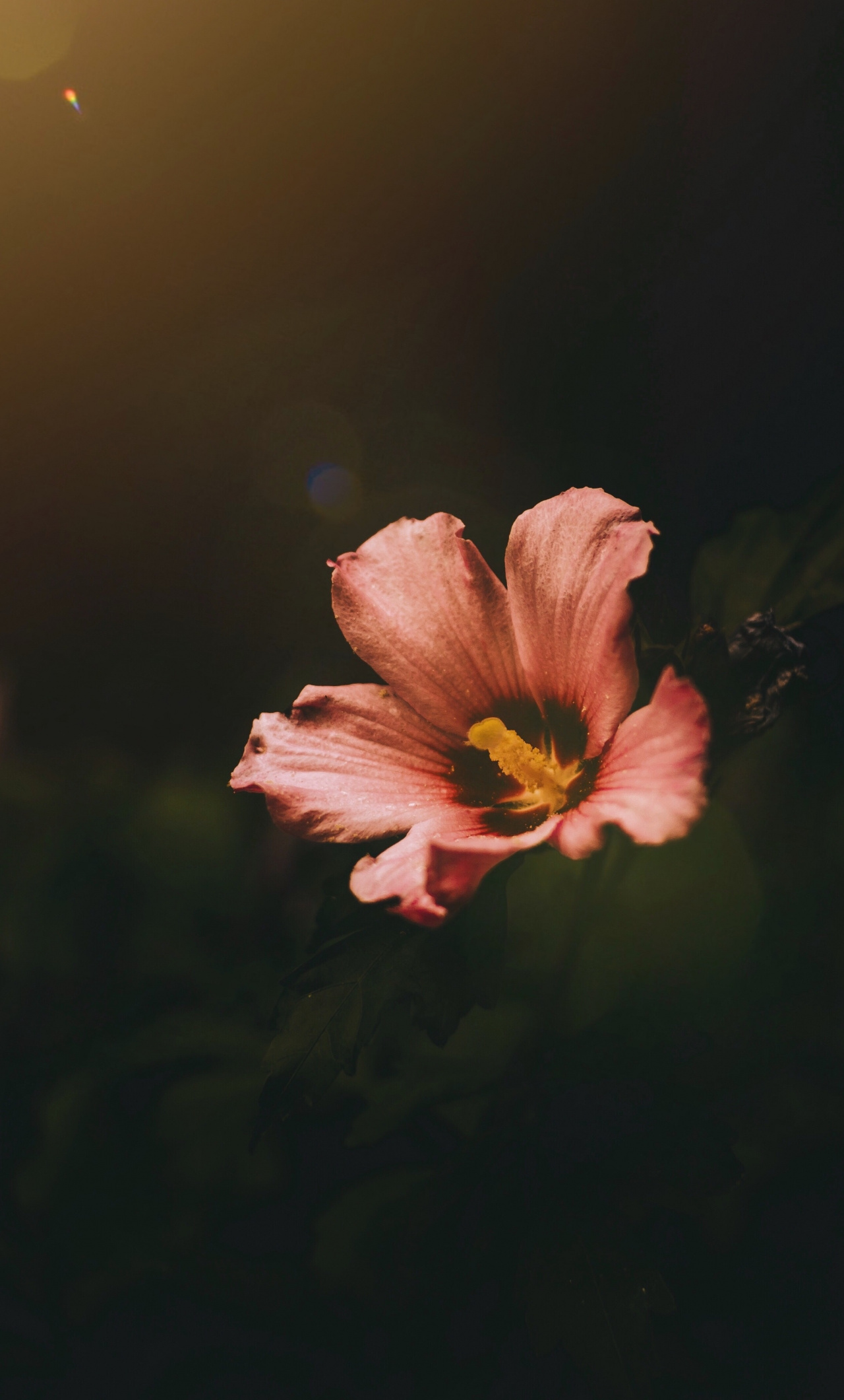 Die Plant Flowers Over My Grave 1280x2120 Wallpaper teahub.io