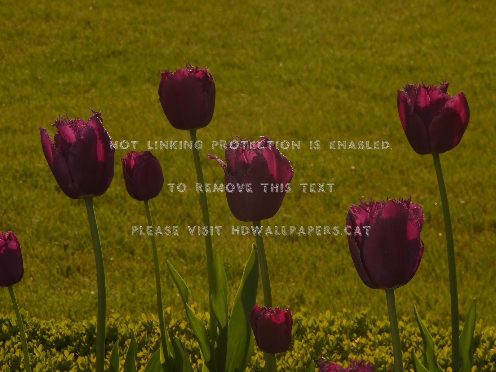 Early Spring Sunny Nature Tulips Flowers - Sprenger's Tulip - HD Wallpaper 