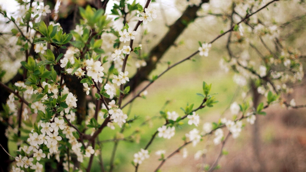 Wallpaper Spring, Flowering, Cherry, Garden - 720p Spring - HD Wallpaper 