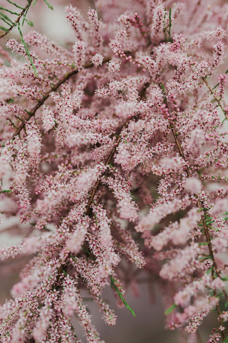 Tree Bloom In Early Spring, Flowers, Background, Nature, - Tree - HD Wallpaper 