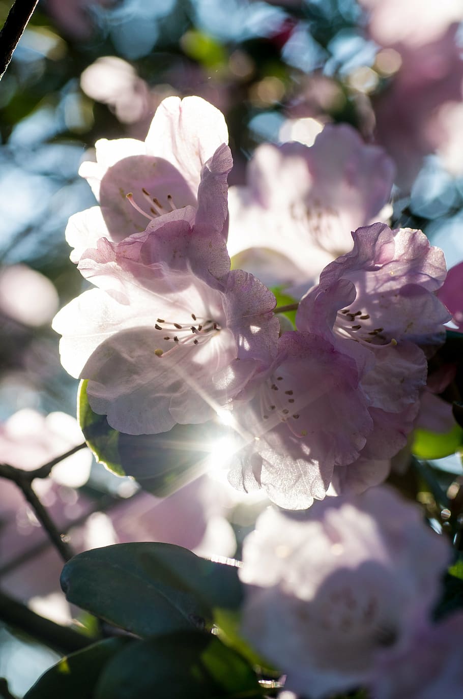 Pink Petaled Flowers, Sun, Light, Back Light, Nature, - Pink Purple Flowers In The Sun - HD Wallpaper 