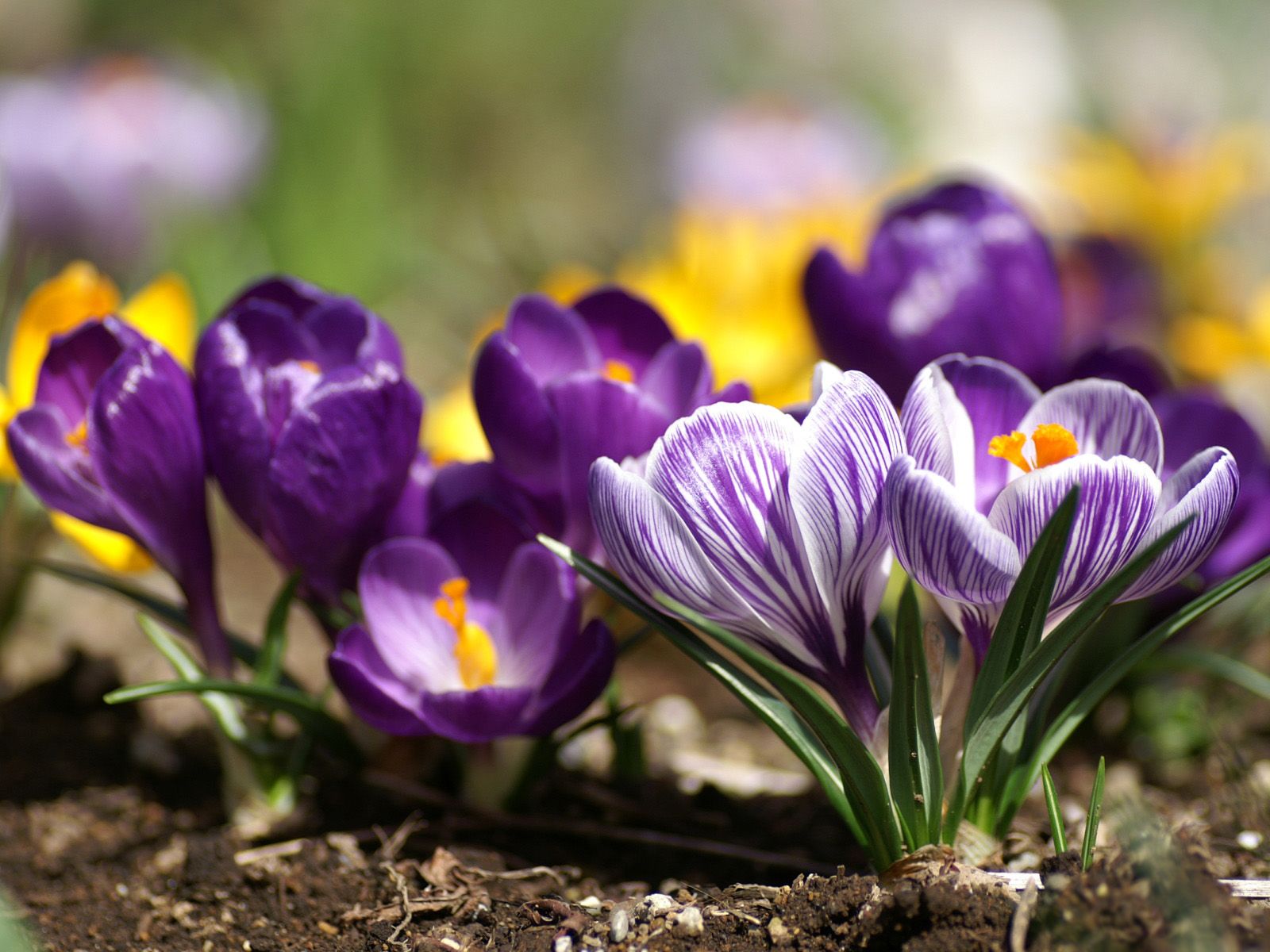 Spring Flowers In The Garden - HD Wallpaper 