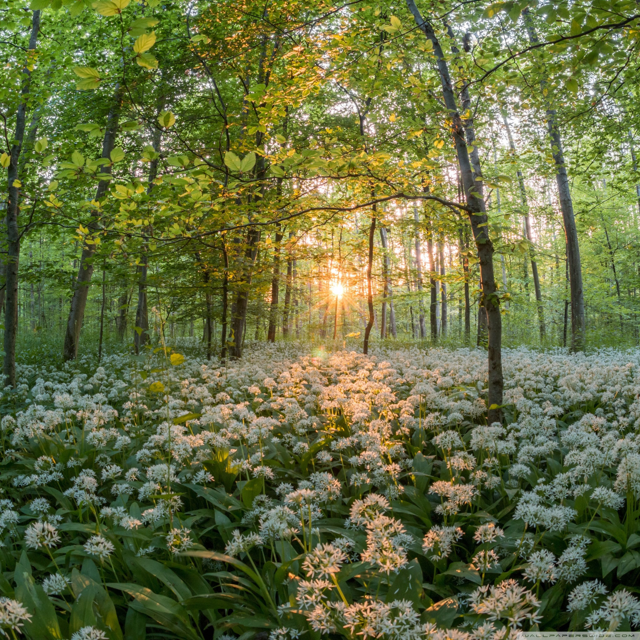 Flower Field In Woodland - HD Wallpaper 