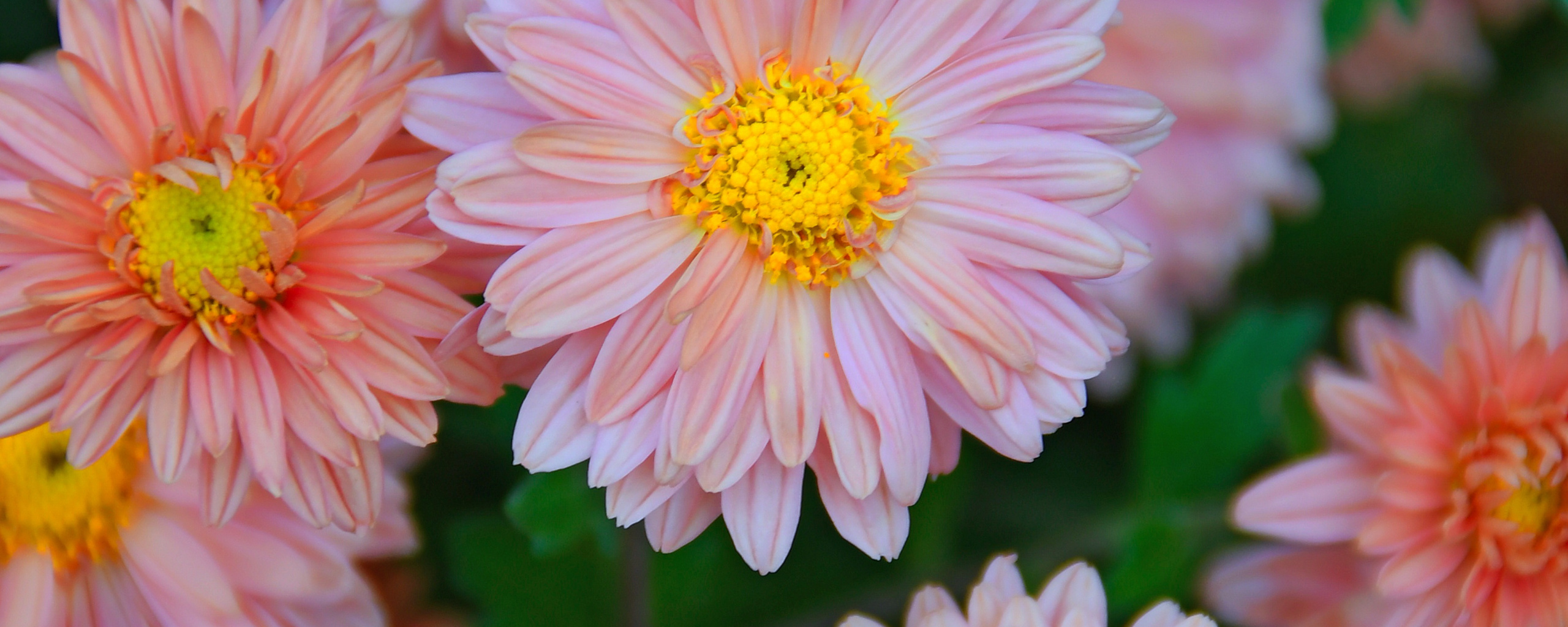 Gerbera - HD Wallpaper 