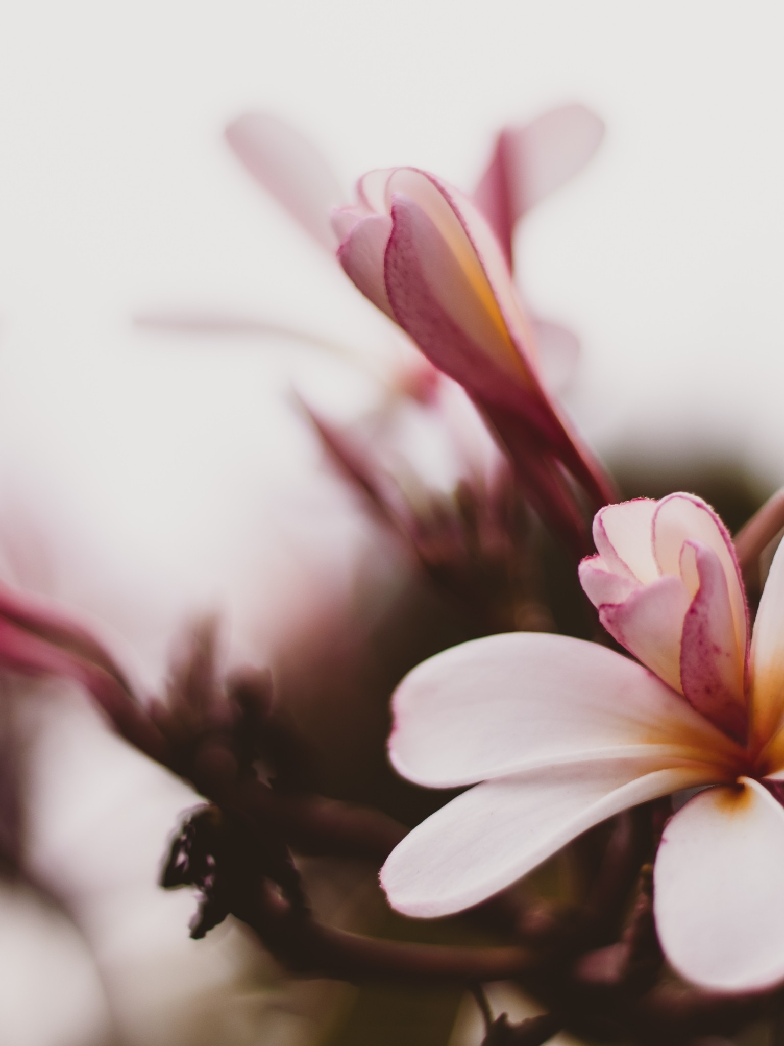 Pink Flowers, Spring, Blossom, Close-up - Close-up - HD Wallpaper 