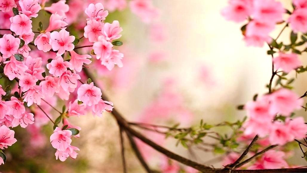 Spring Flowers Wallpaper Hd Unnamed Spring Flowers - Spring Flowers - HD Wallpaper 