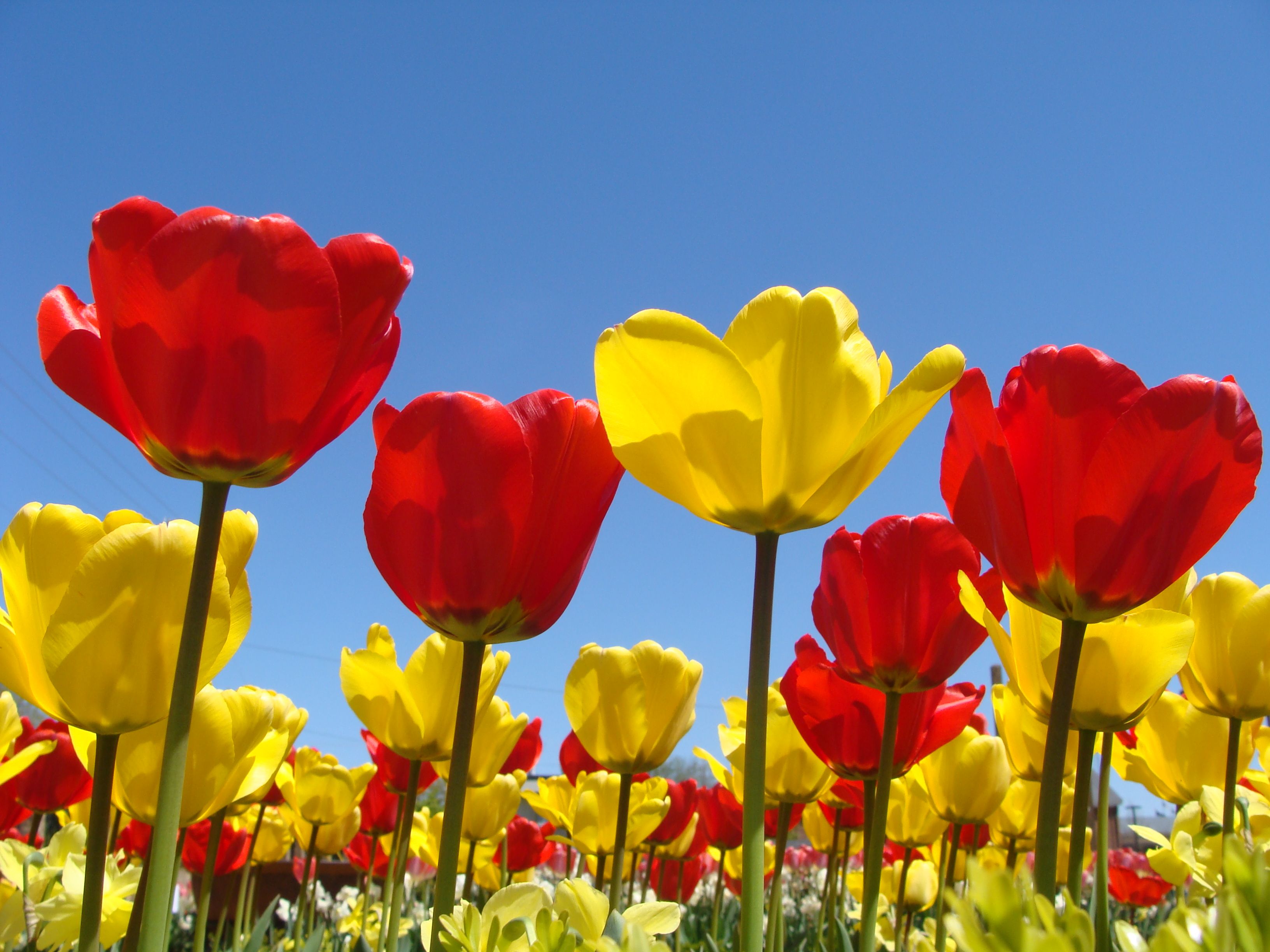 Spring Flowers - HD Wallpaper 